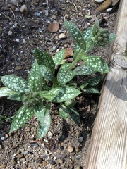 Pulmonaria officinalis