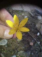 Narcissus cavanillesii