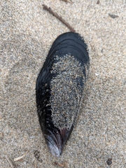 Mytilus californianus