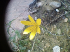 Narcissus cavanillesii