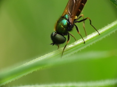 Chloromyia