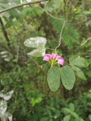 Bauhinia macranthera