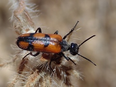 Eupompha elegans