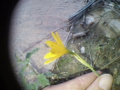 Narcissus cavanillesii