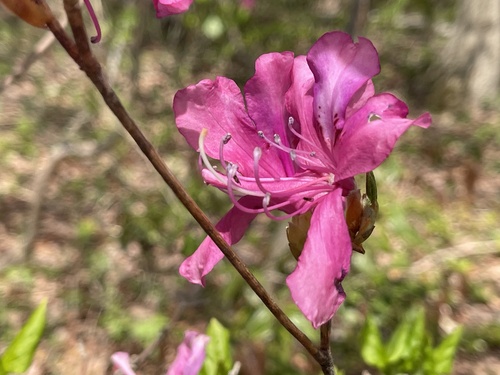 Rhododendron lagopus iNat (2)