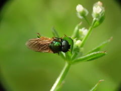 Chloromyia
