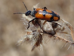 Eupompha elegans