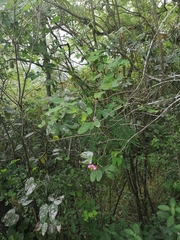 Bauhinia macranthera