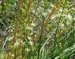 Schoenolirion wrightii