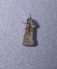 Acrolophus forbesi