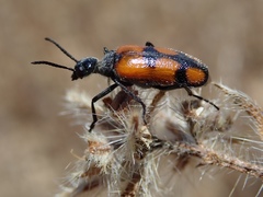 Eupompha elegans