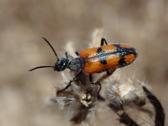 Eupompha elegans