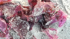 Grateloupia belangeri
