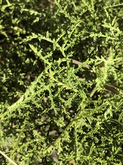 Pelargonium denticulatum