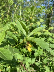 Lonicera involucrata