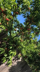 Prunus armeniaca