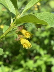 Lonicera involucrata