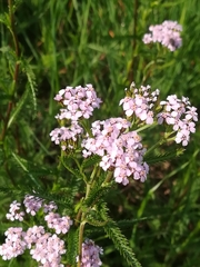 Achillea roseo-alba