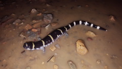 Ambystoma annulatum