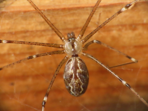 Marbled Cellar Spider photo 6