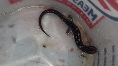 Plethodon fourchensis