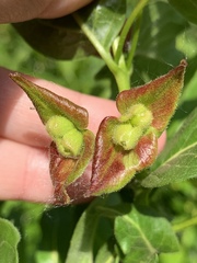 Lonicera involucrata