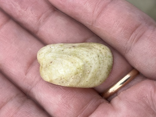 Trapezium oblongum observed 2024-05-08