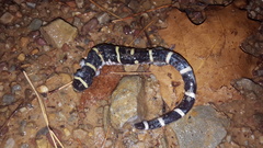 Ambystoma annulatum