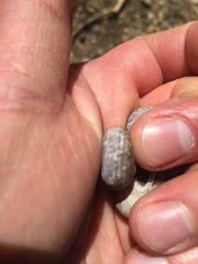 Webbhelix multilineata