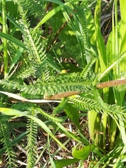 Achillea roseo-alba