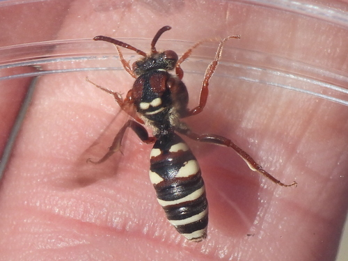 Texas Nomad Bee photo 5
