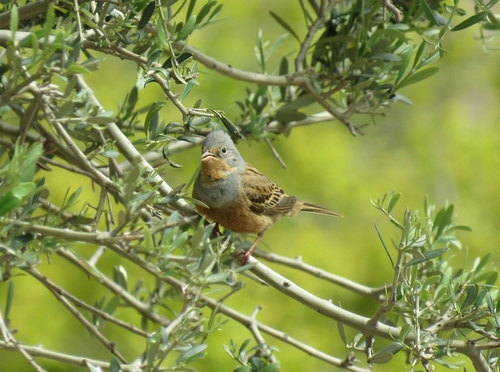 Escribano ceniciento (Emberiza caesia)