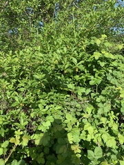 Lonicera involucrata