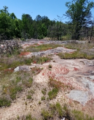 Schoenolirion wrightii