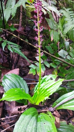 Crepidium resupinatum observed 2024-05-05