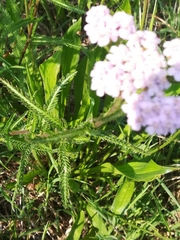Achillea roseo-alba