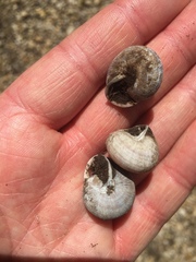 Webbhelix multilineata