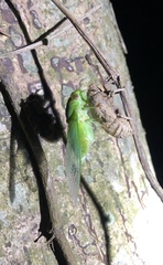 Chremistica ochracea