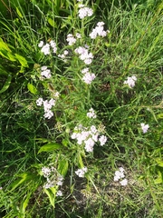 Achillea roseo-alba