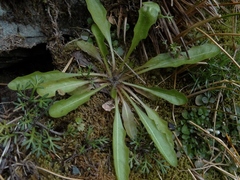 Taraxacum zealandicum