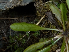 Taraxacum zealandicum