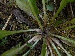 Taraxacum zealandicum