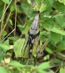 Palparini