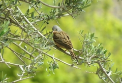 Emberiza caesia
