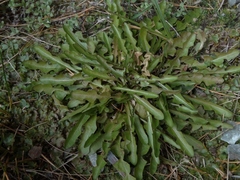 Taraxacum zealandicum