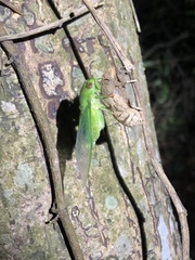 Chremistica ochracea