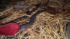 Desmognathus brimleyorum