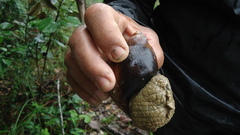 Megalobulimus terrestris