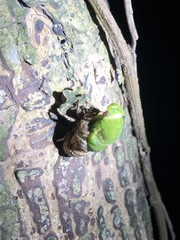 Chremistica ochracea