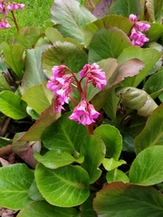 Bergenia crassifolia